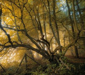 Couleurs d’automne