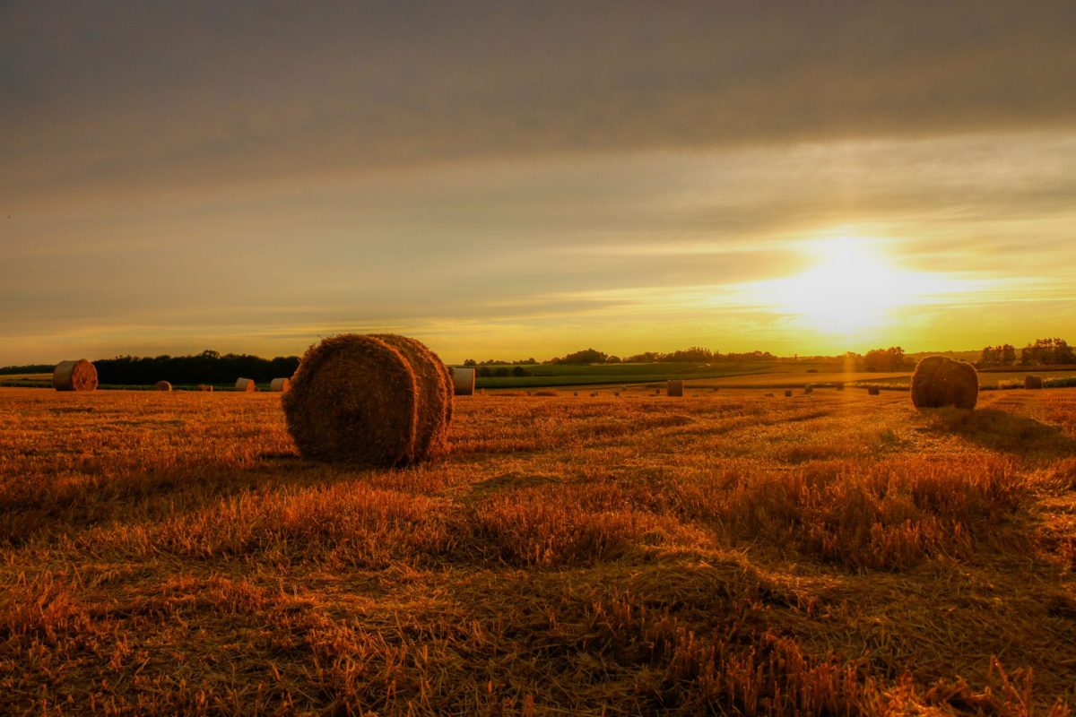 Coucher de soleil estival sur une parcelle de bl+