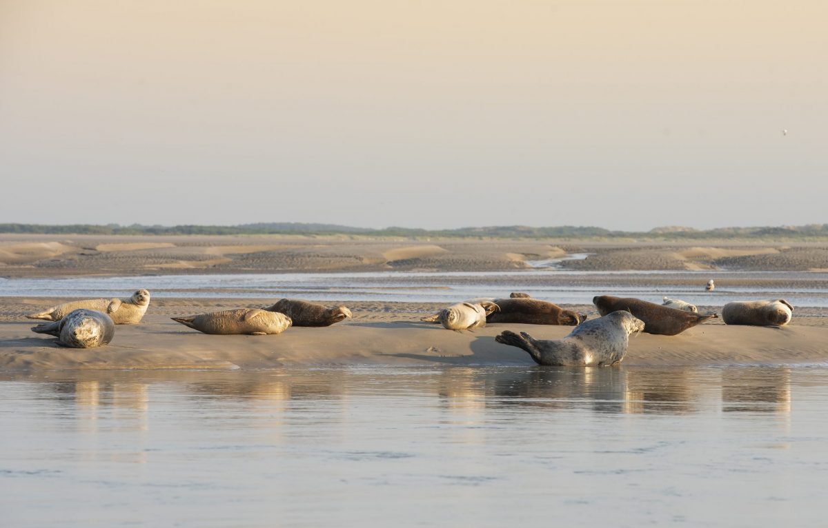 phoques-berck-sur-mer