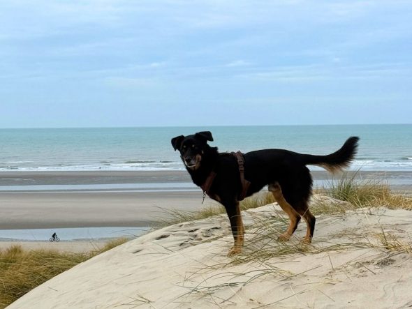 Visiter la Côte d’Opale avec son chien