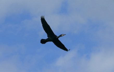 Sortie Eden62 – Dunes de Berck – Les oiseaux des plans d’eau