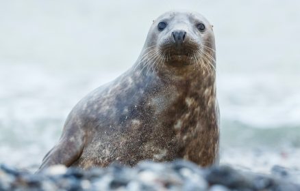 Sortie Nature « Une petite colonie de phoques »