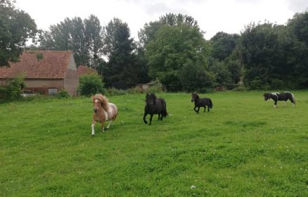 Balades à poney – A la ferme