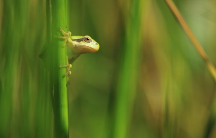 Réserve Naturelle Nationale de la Baie de Canche – Les amphibiens
