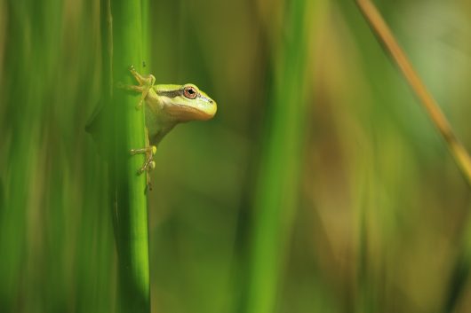 31-baie-canche-12-04