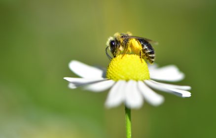 Réserve Naturelle Nationale de Baie de Canche – Des petites bêtes au grand rôle