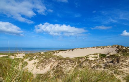 Dunes de Mayville – Faune et flore dunaire