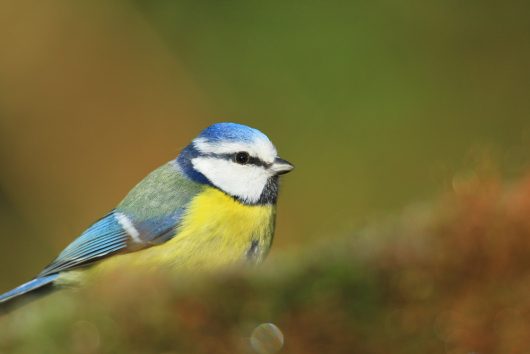 38-baie-canche-15-04