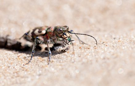 Dunes de Sainte-Cécile – Les petits aventuriers des dunes : mission insectes