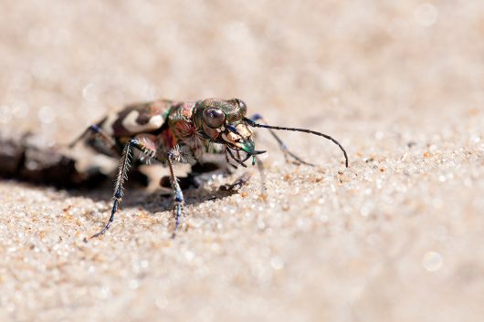 63-ste-cecile-06-05-1