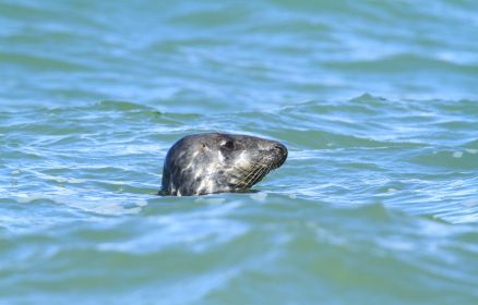 Baie d&rsquo;Authie – Les phoques