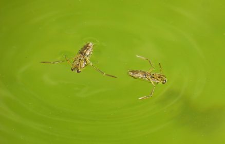 Réserve Naturelle Nationale de la Baie de Canche – Les petites bêtes de la mare