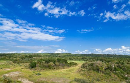 Réserve Naturelle Nationale de la Baie de Canche – Arbres et arbustes
