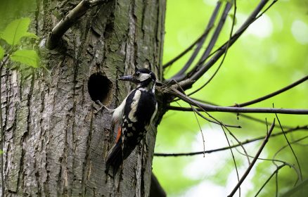 Allée des Roses – la faune cavicole