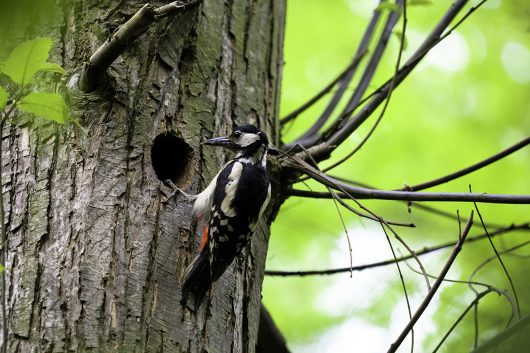 83-allee-des-roses-14-06