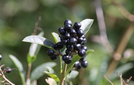 Dunes de Stella-Merlimont – Les fruits de la dune