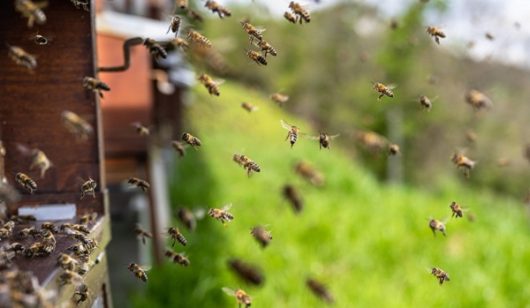 abeilles-ruche-ban-2