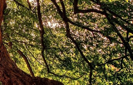 Les Arbres et Haies Champêtres