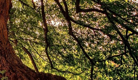 arbres-arbustes-ligneux-gdeam-jplenio