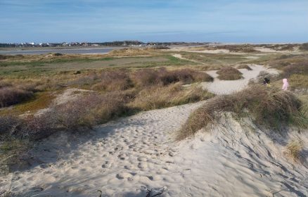 Observations matinales dans la nature