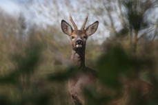 Faune crépusculaire