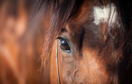 Centre Equestre des 4 vents