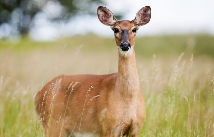 Société des chasseurs