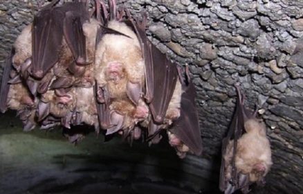 AcroBATes Noctambules – Communal de Sorrus