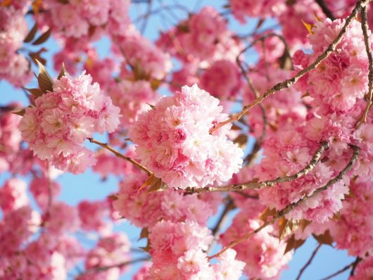 cherry-blossom-gdbcadf2d7-1920