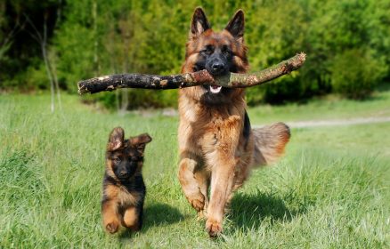 Françoise Dupuis Educateur comportementaliste canin