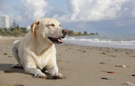 Après-midi décontractée  » toutous dans le sable »