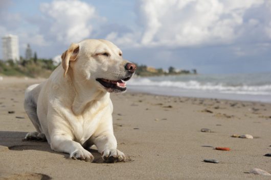 cnsconsultores-dog-773439