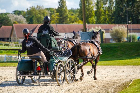 concours-d-attelage-13-09-2024-28-1