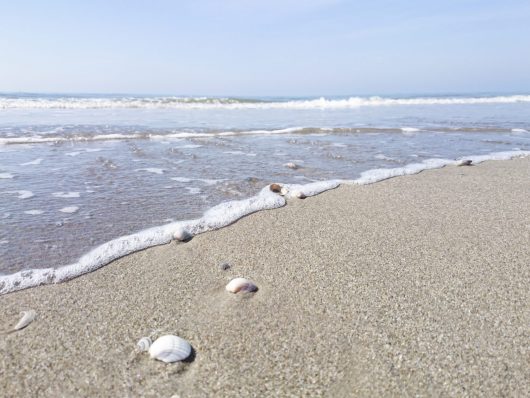 coquillages-joris-fabryka-plage
