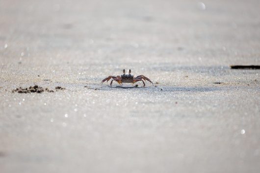 crab-9179589-1280