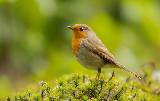 cute-european-robin-daylight