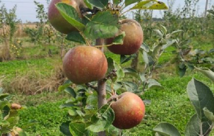 Fête de la Pomme et du Miel