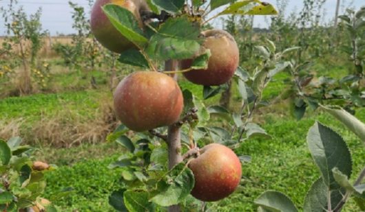 de-l-abeille-au-fruit-ban-1