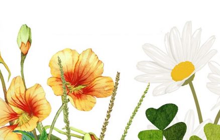 Des Plantes Sauvages dans mon Assiette