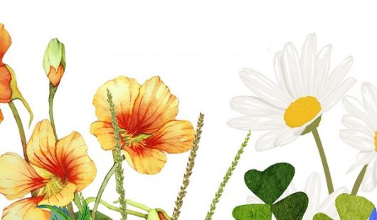 des-plantes-sauvages-dans-mon-assiette-la-plume-ban