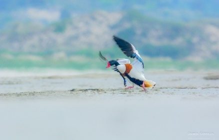 Sortie nature : « Les oiseaux de l&rsquo;estuaire »