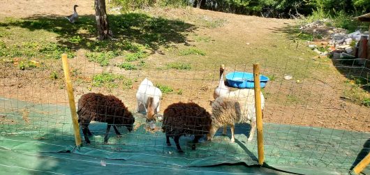 etap-a-vaque-parenty-haut-pays-d-opale-2