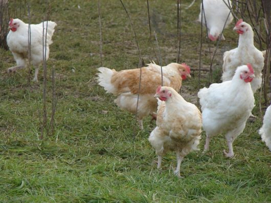 ferme-bois-joli-torcy-volaille