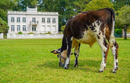 La ferme aux animaux