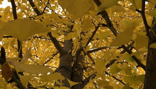 fete-de-l-automne-ban
