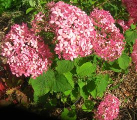 Flo et sa pépinière