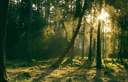 Sortie sensorielle dans le Bois de Sorrus