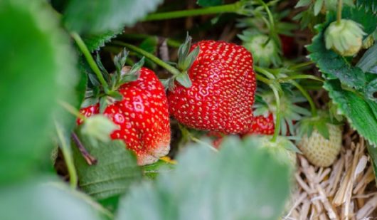 fraises
