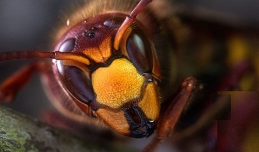 frelons-asiatiques-conference-ban