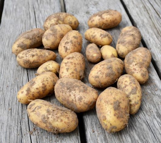 fruits-legumes-drive-fermier-du-montreuillois-drive-fermier-du-montreuillois-04